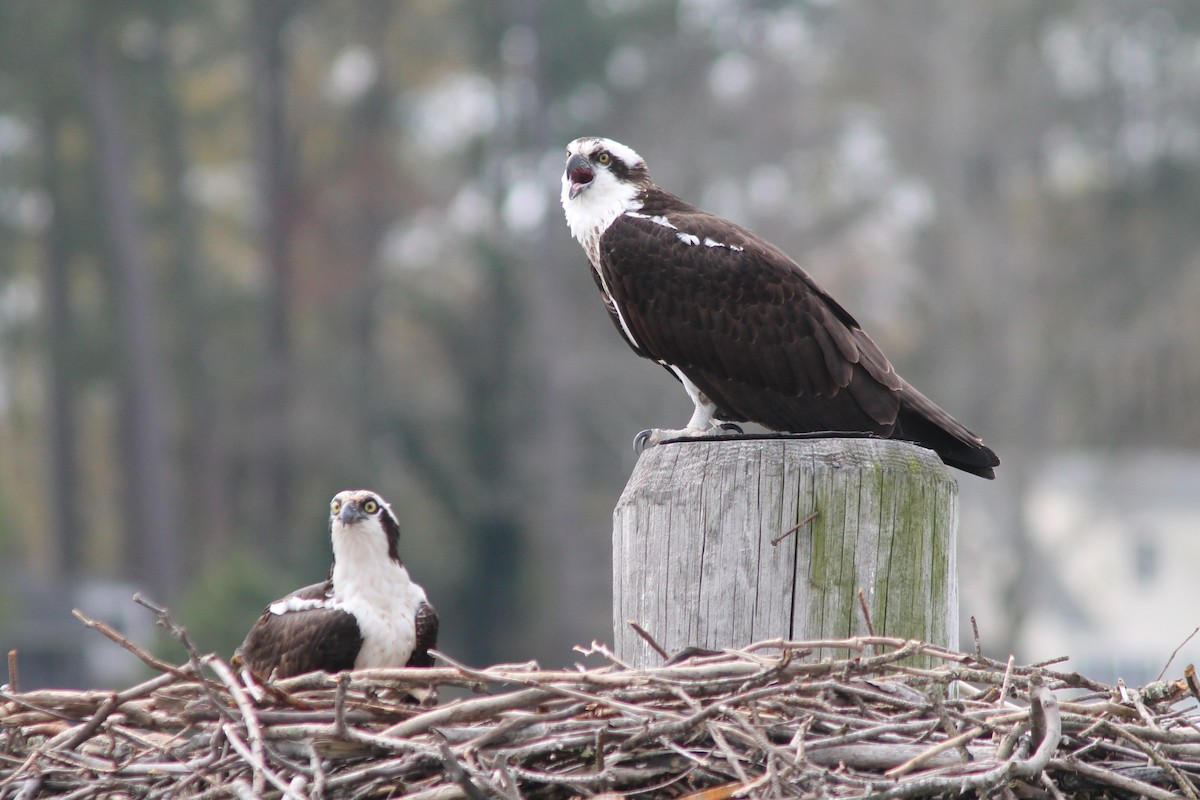 Osprey - ML149403601