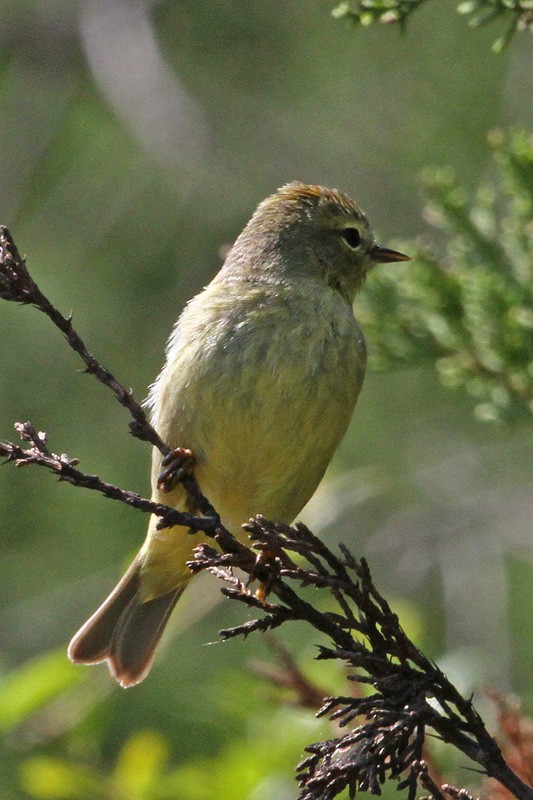 Orange-crowned Warbler - ML149403861