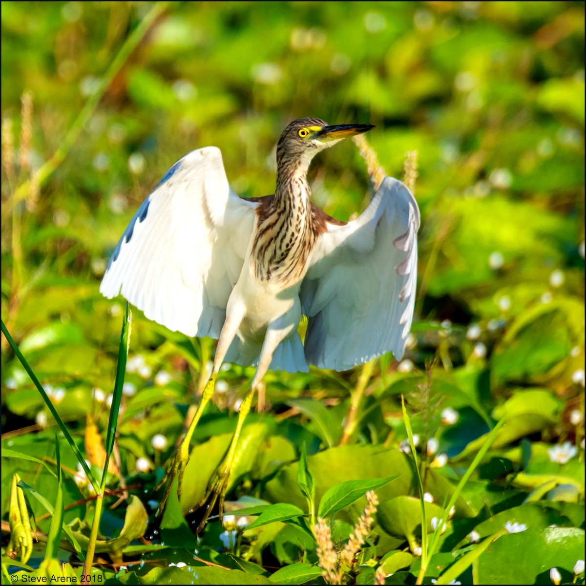 pond-heron sp. - Anonymous