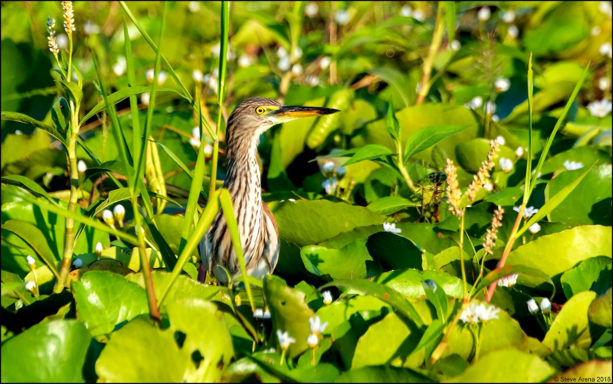 pond-heron sp. - Steve Arena