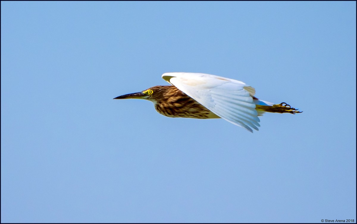 pond-heron sp. - ML149404691