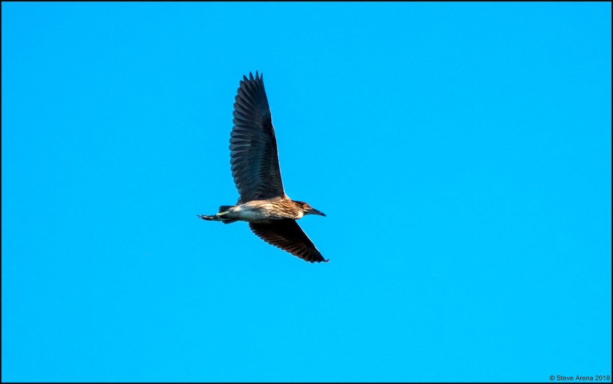 Black-crowned Night Heron - ML149404711