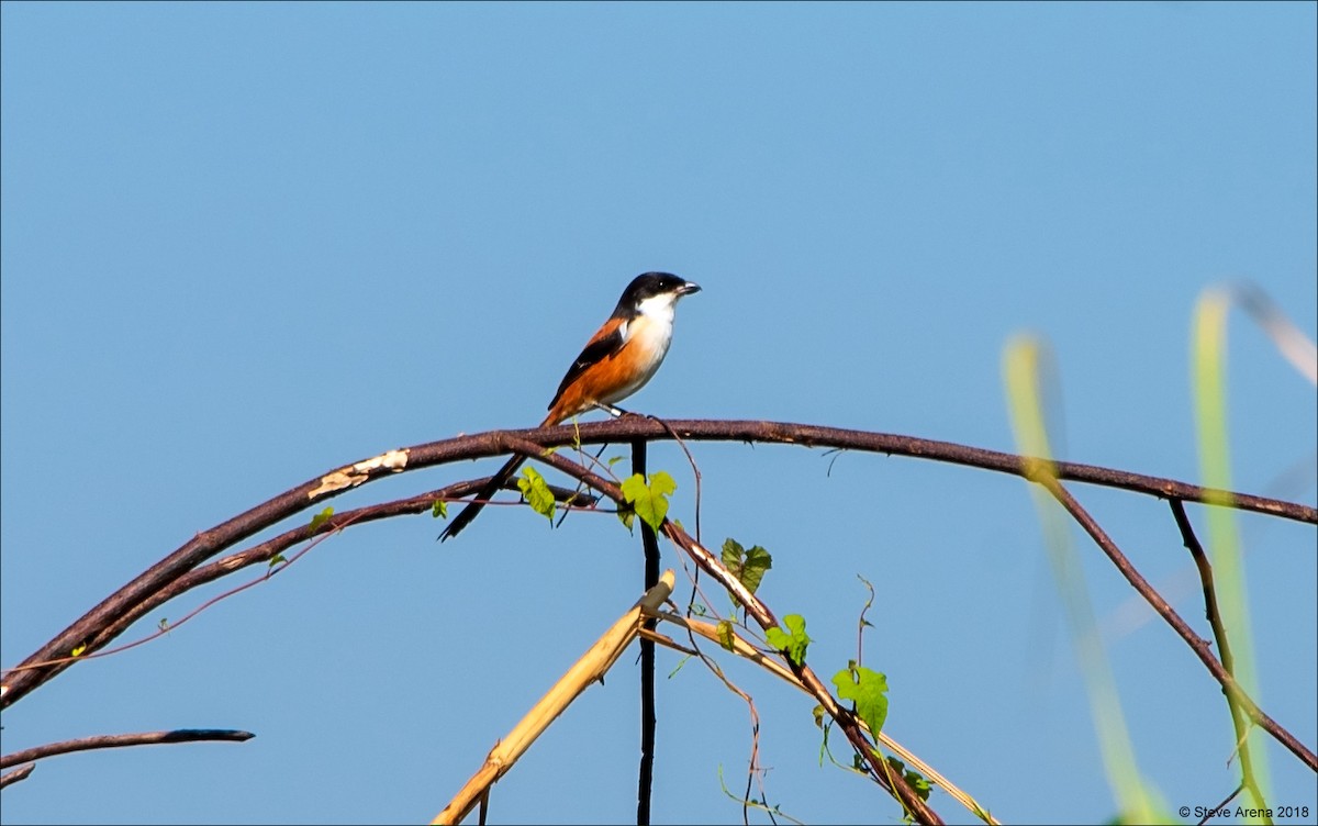 Long-tailed Shrike - Steve Arena