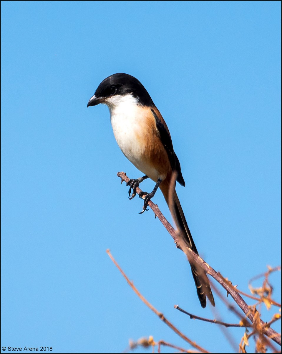 Long-tailed Shrike - ML149405041