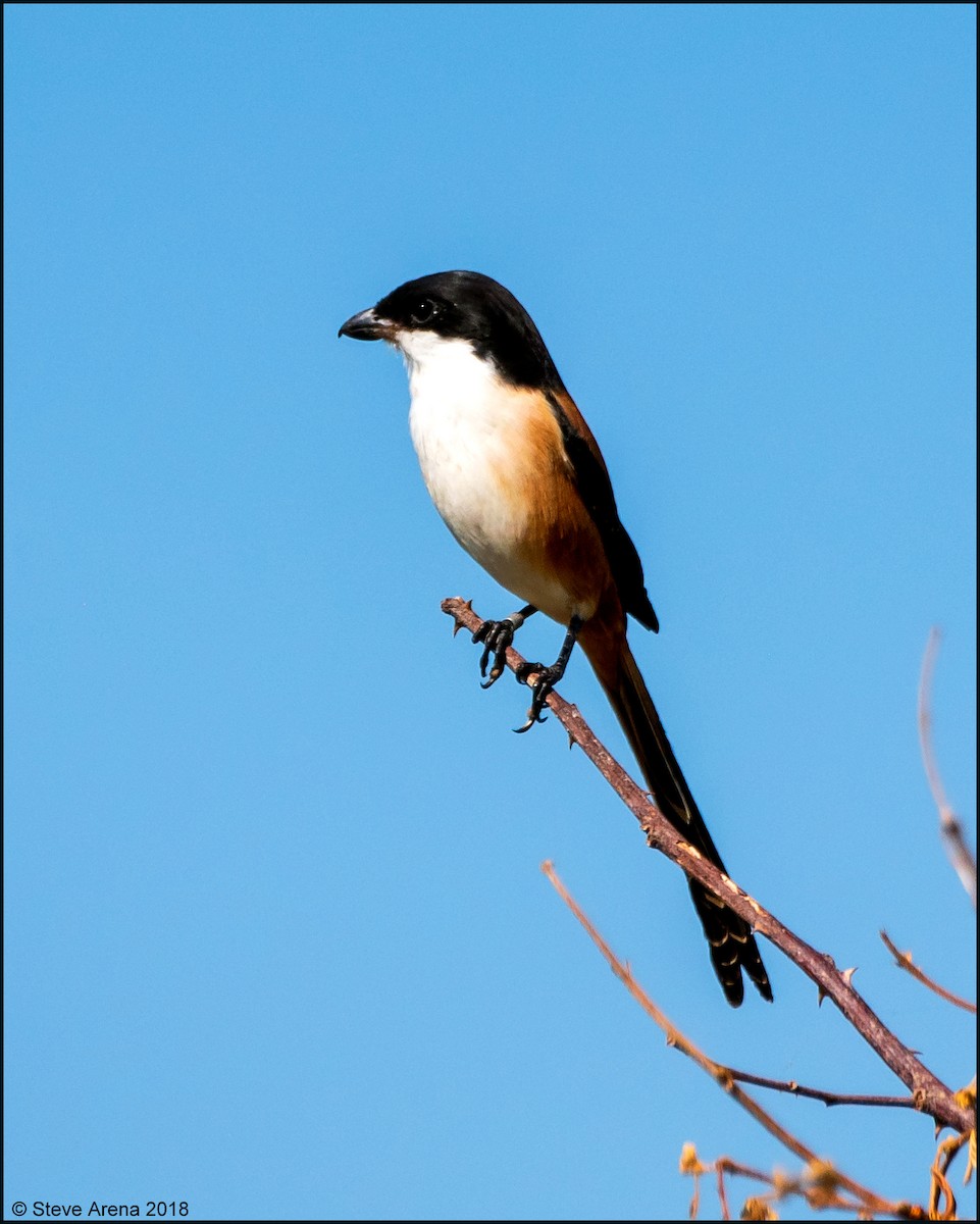 Long-tailed Shrike - ML149405051