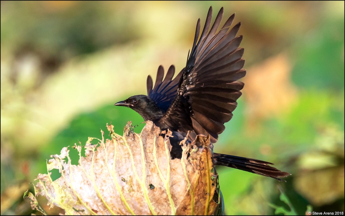 Black Drongo - ML149405191