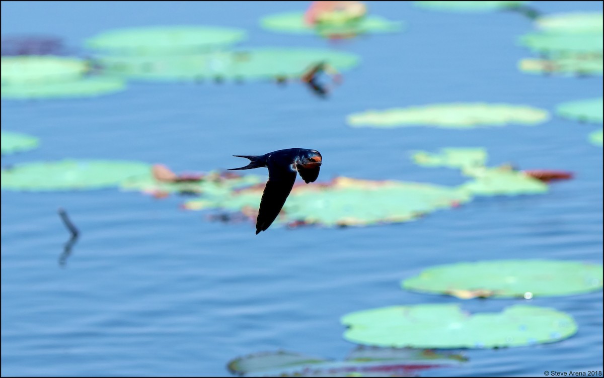 Barn Swallow - Steve Arena