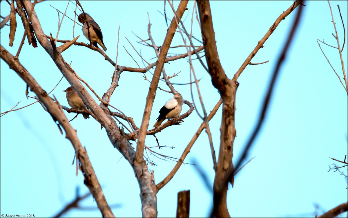 White-shouldered Starling - Steve Arena