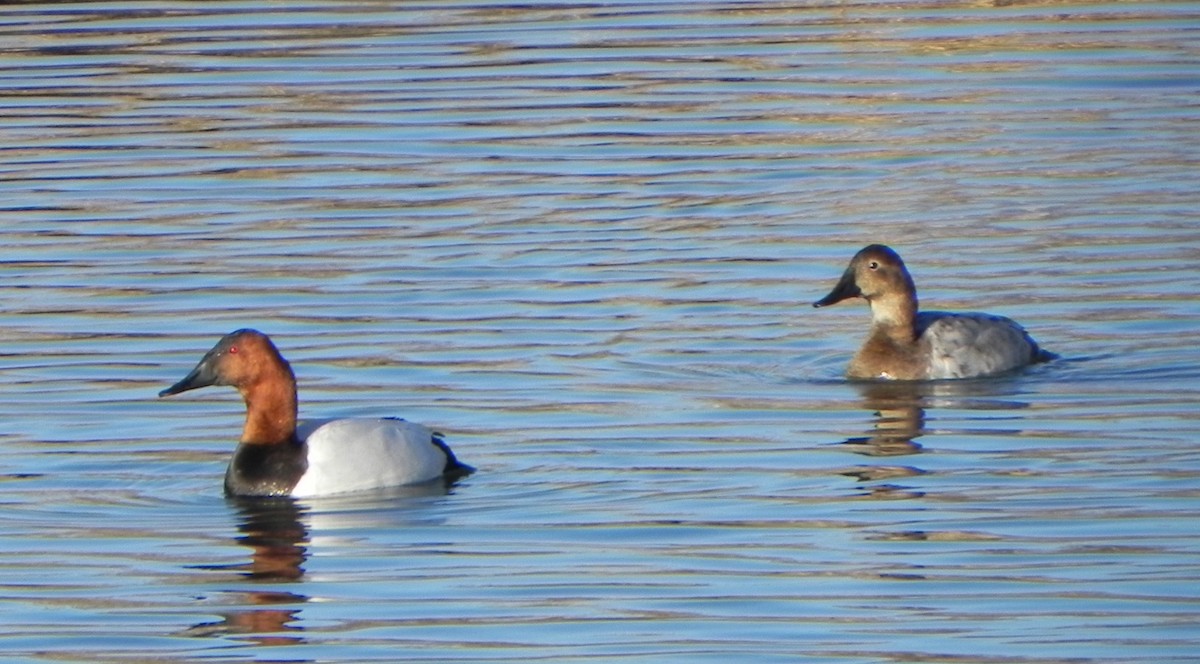 Canvasback - ML149406001