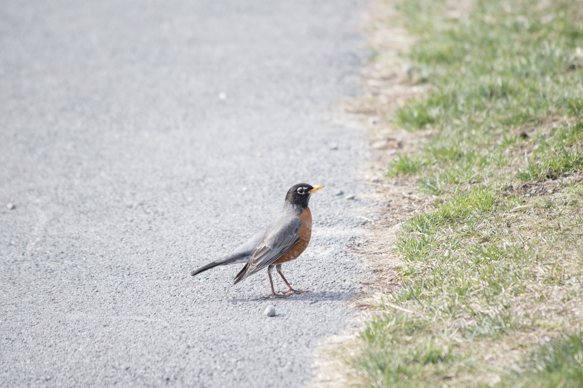 American Robin - ML149406321