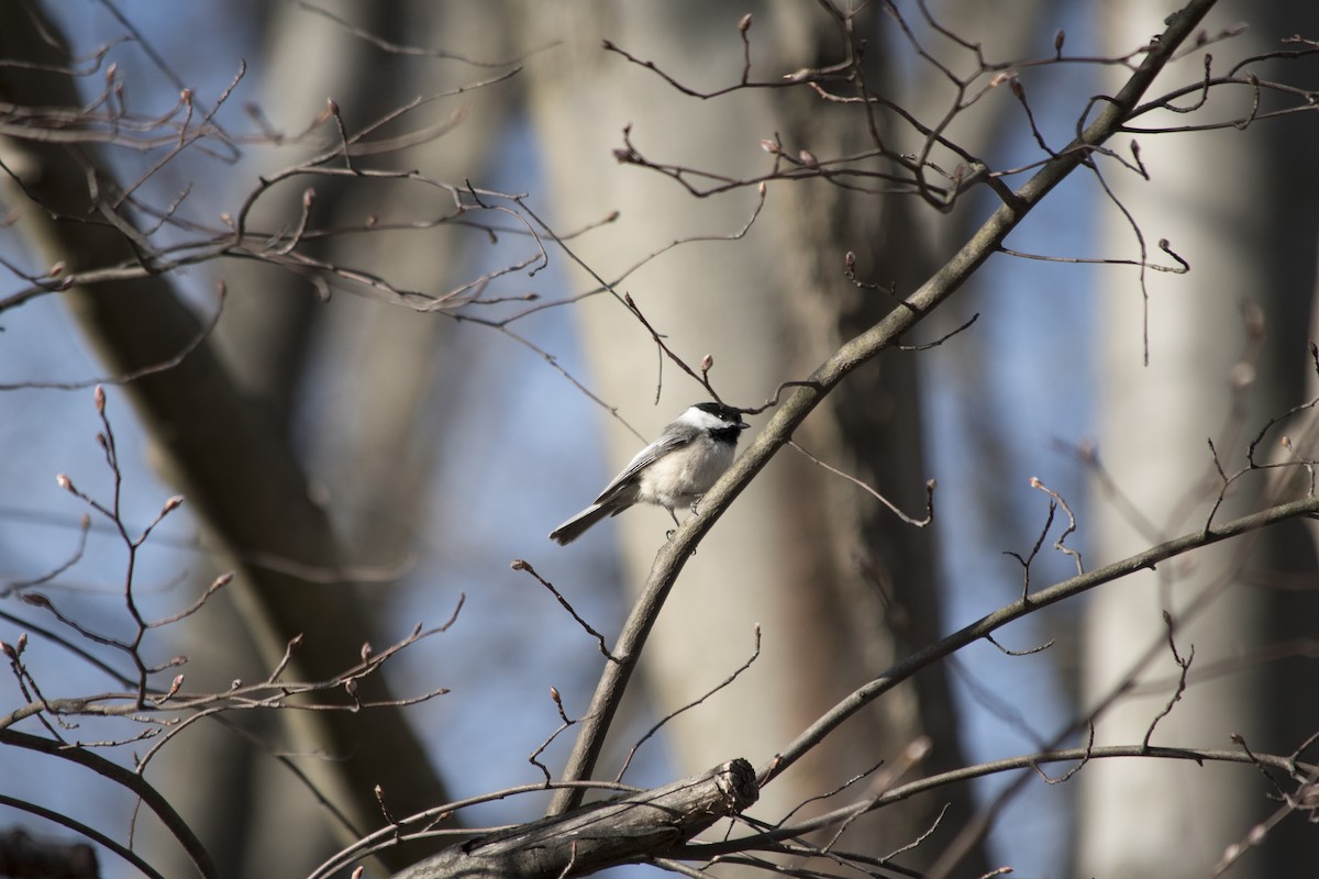 Black-capped Chickadee - ML149406371