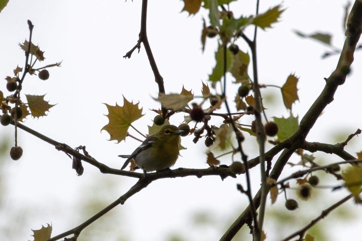 Vireo Gorjiamarillo - ML149406381