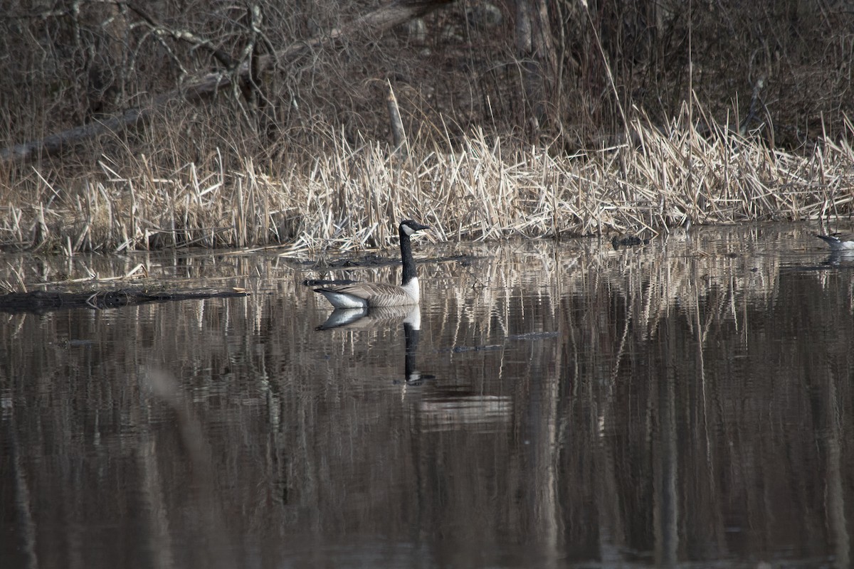 Canada Goose - ML149406431