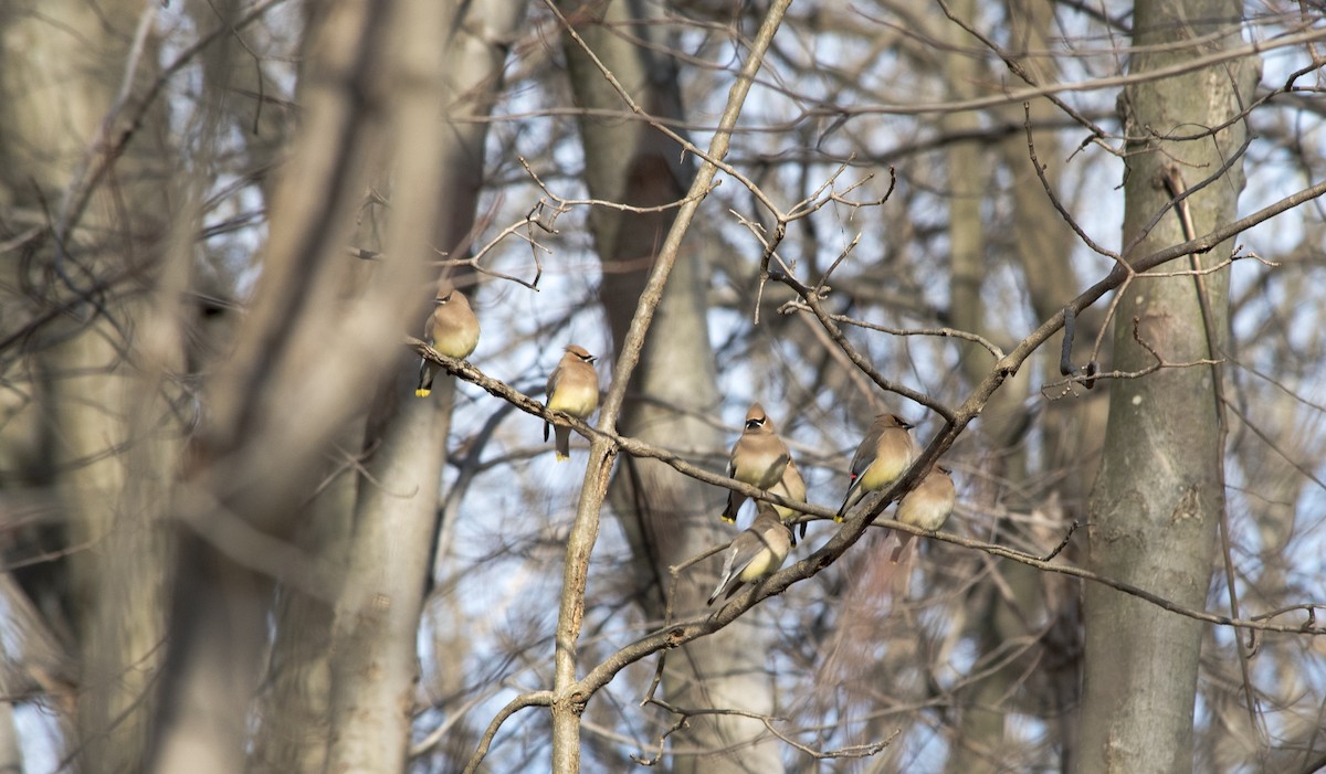 Cedar Waxwing - ML149406541