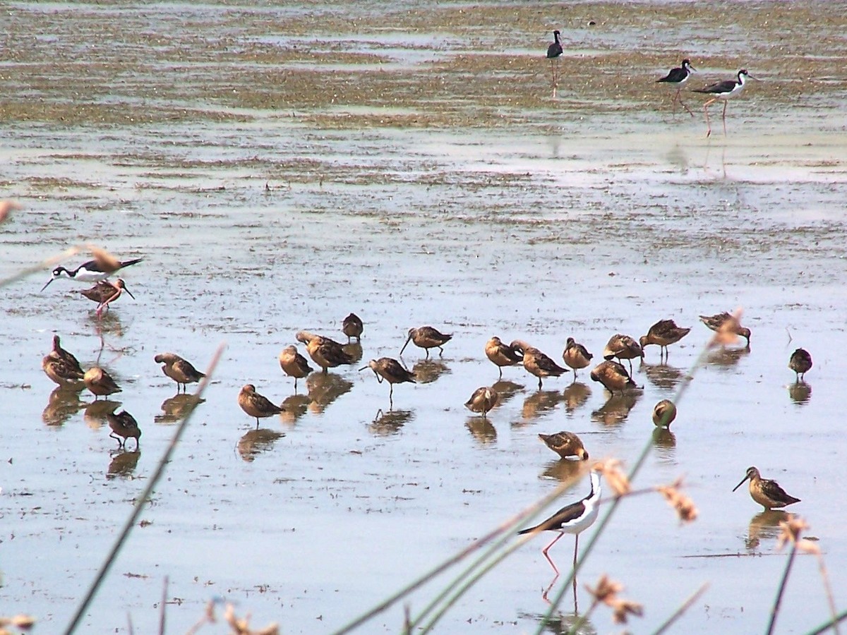 Long-billed Dowitcher - Urs Geiser