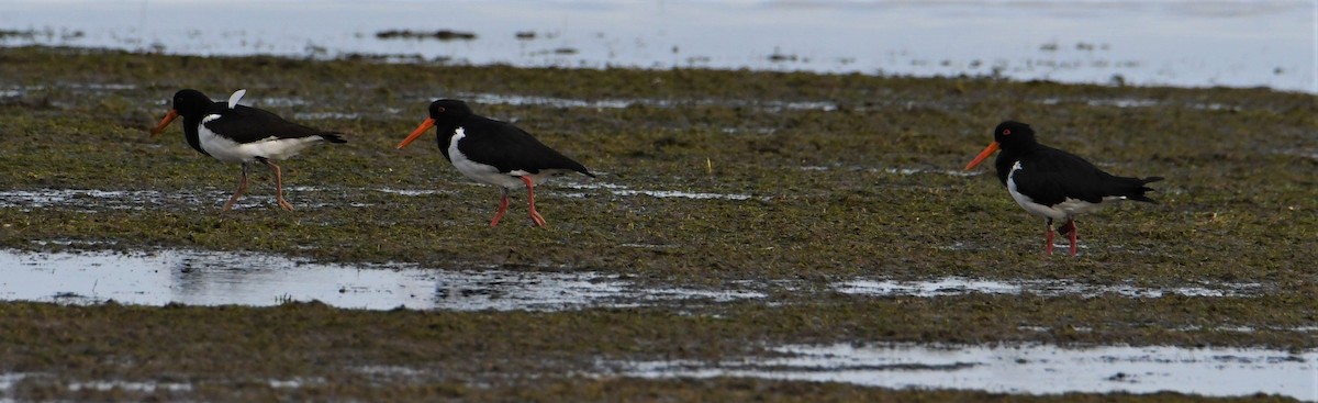 Pied Oystercatcher - ML149407321