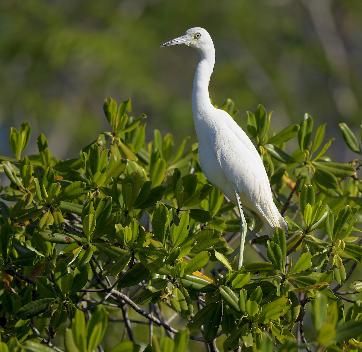 Little Blue Heron - Paul Arneson