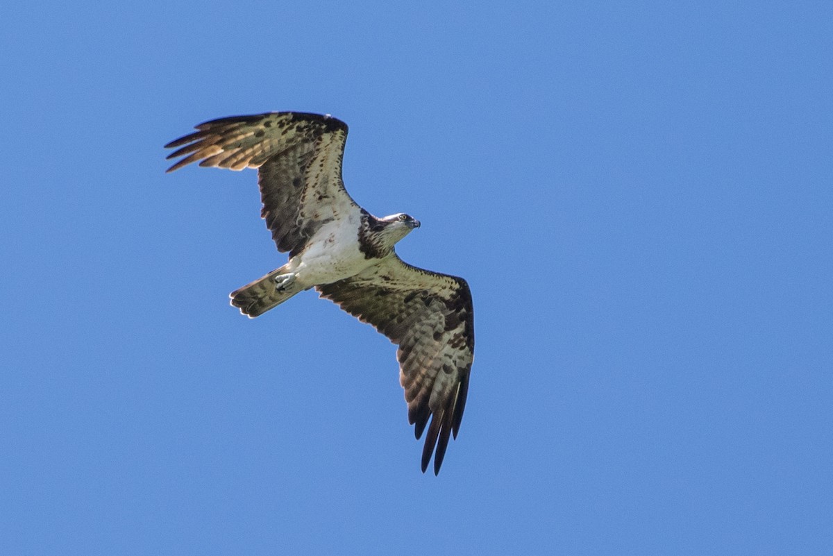 Osprey (haliaetus) - Louis Bevier