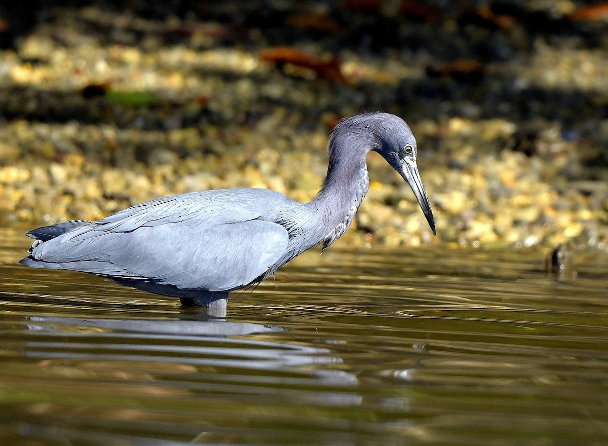 Little Blue Heron - Paul Arneson