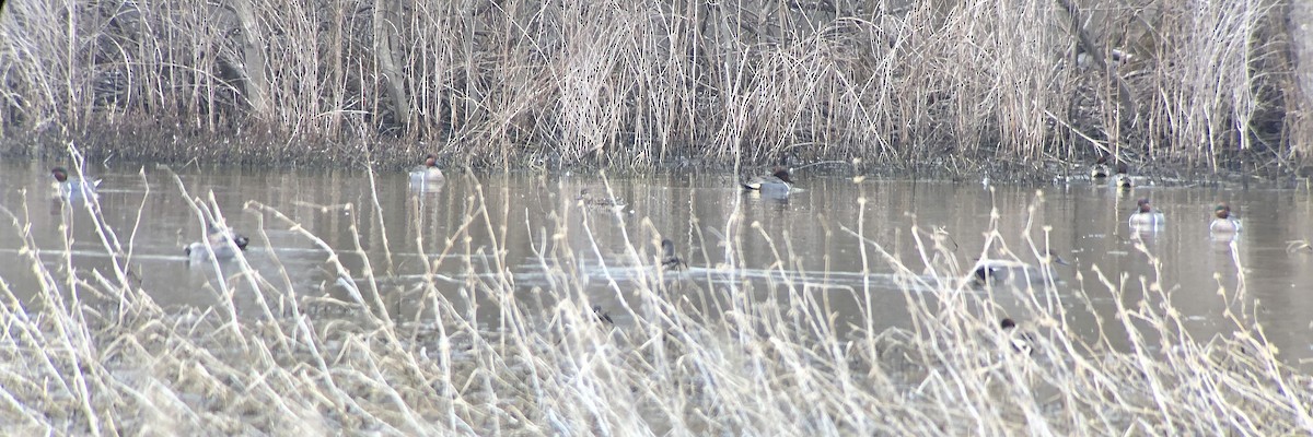 Green-winged Teal (American) - ML149409071