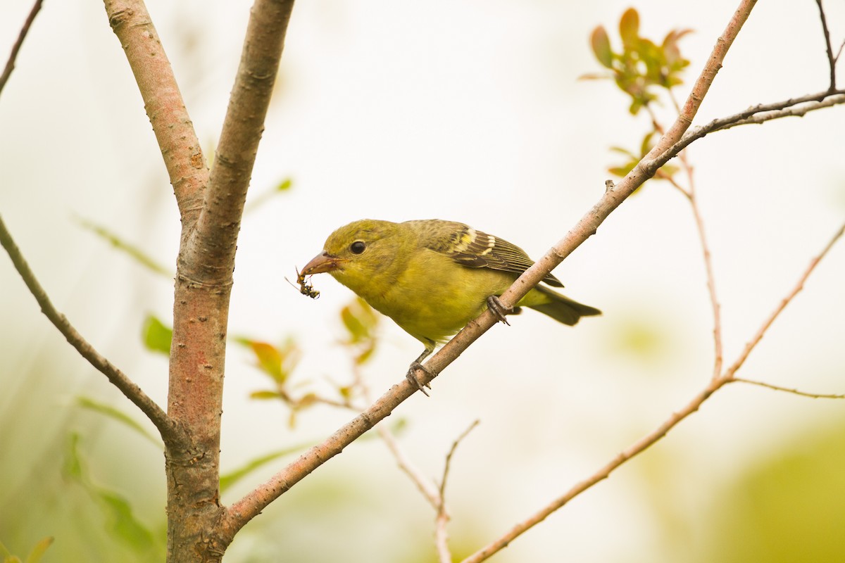Western Tanager - ML149411991