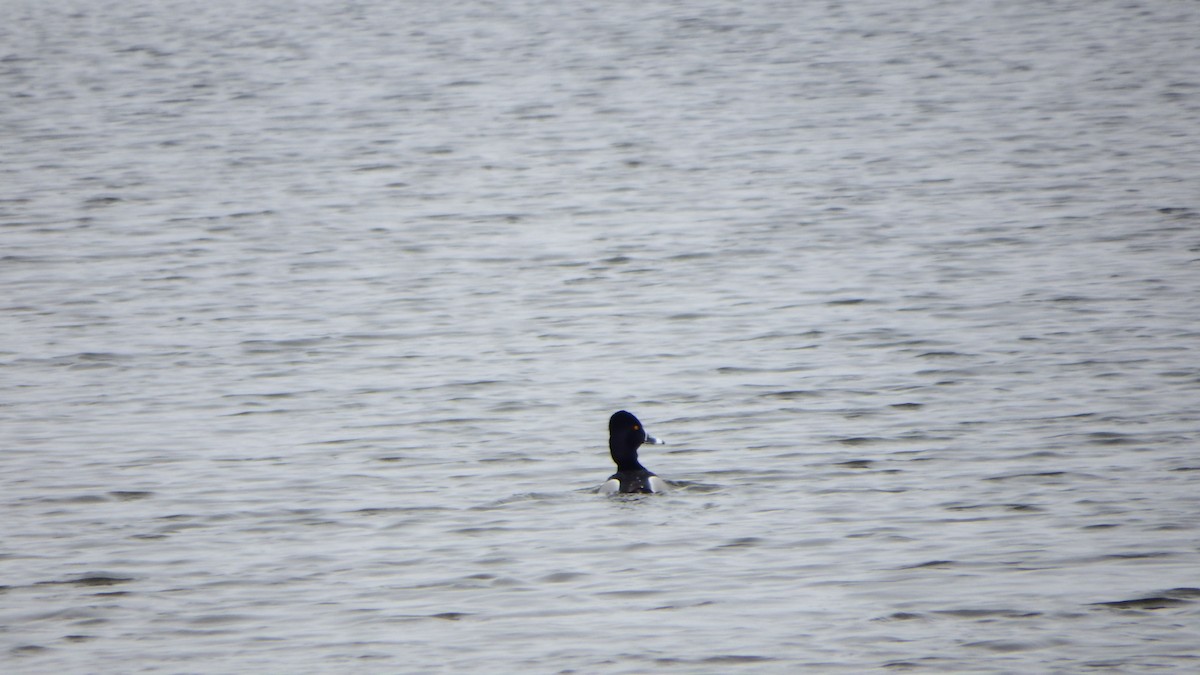 Ring-necked Duck - ML149412481