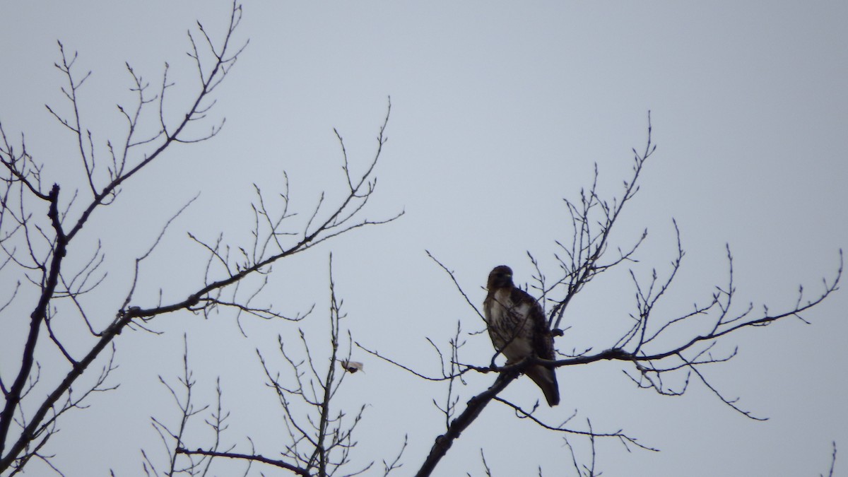 Red-tailed Hawk - ML149412581