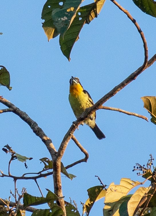 Gilded Barbet - ML149412681