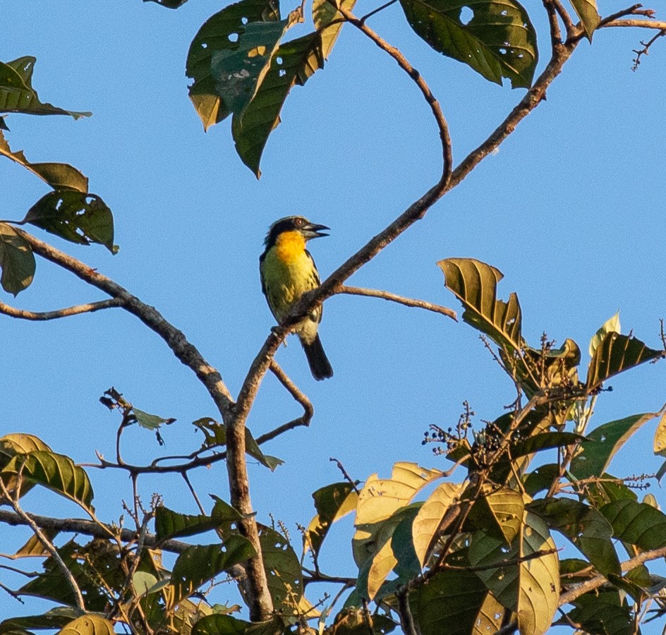 Gilded Barbet - ML149413171