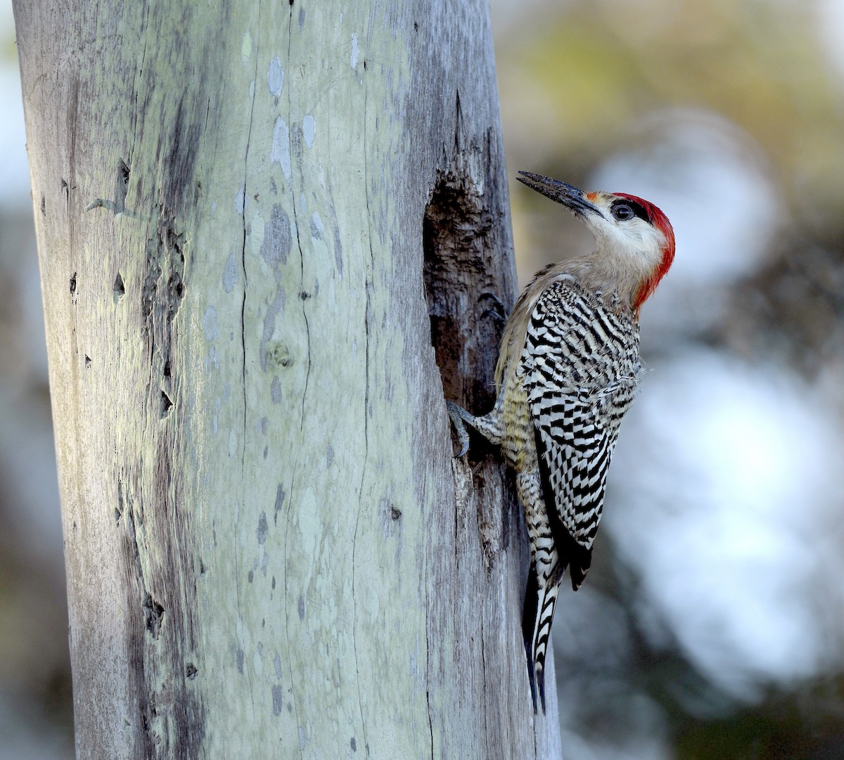 West Indian Woodpecker - Paul Arneson