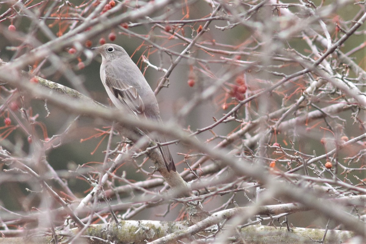 Townsend's Solitaire - ML149413641