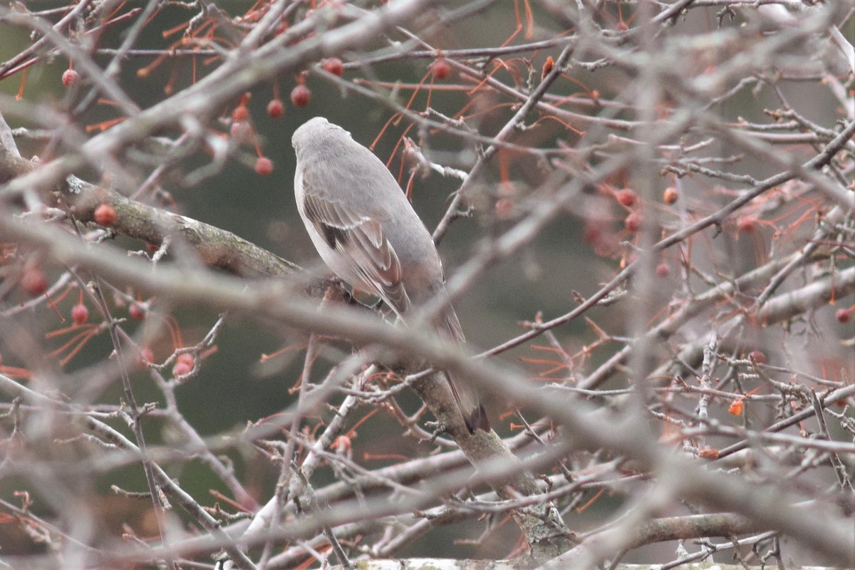 Townsend's Solitaire - ML149413741