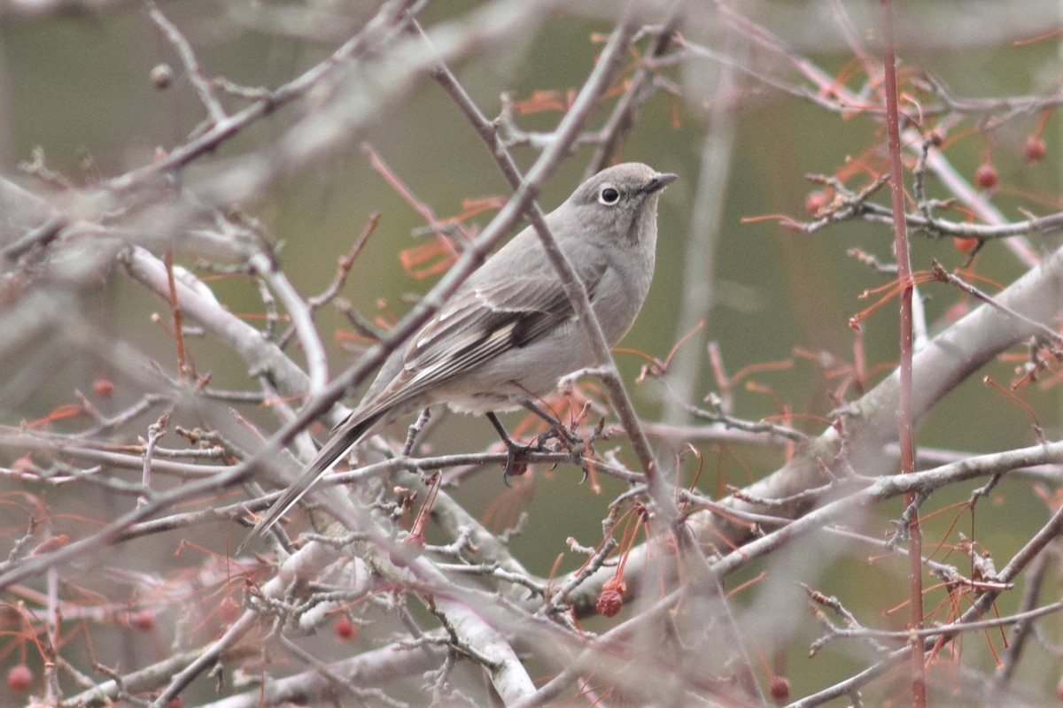 Townsend's Solitaire - ML149413771