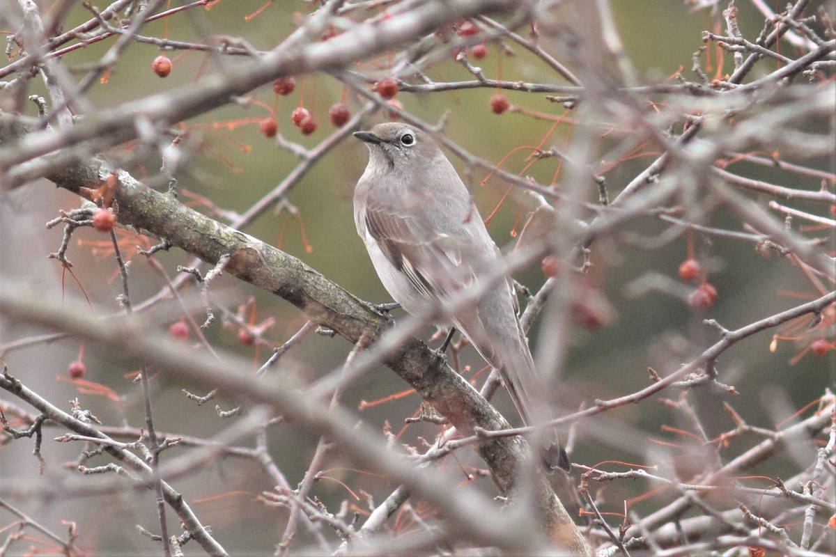 Townsend's Solitaire - ML149413821