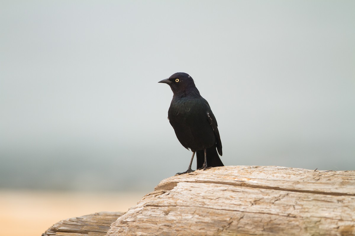 Brewer's Blackbird - ML149413981