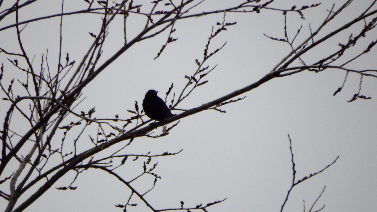 Rusty Blackbird - ML149414071