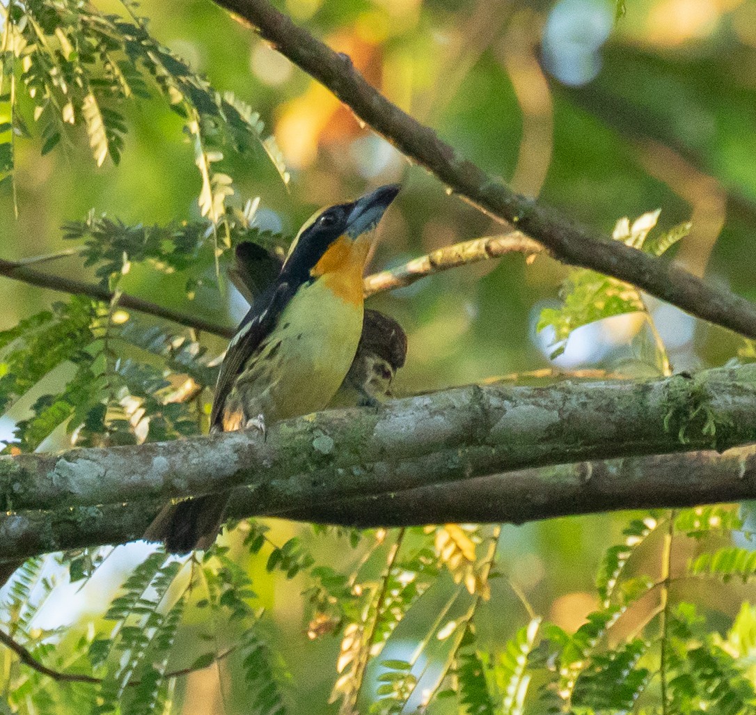 Gilded Barbet - Susan Mac