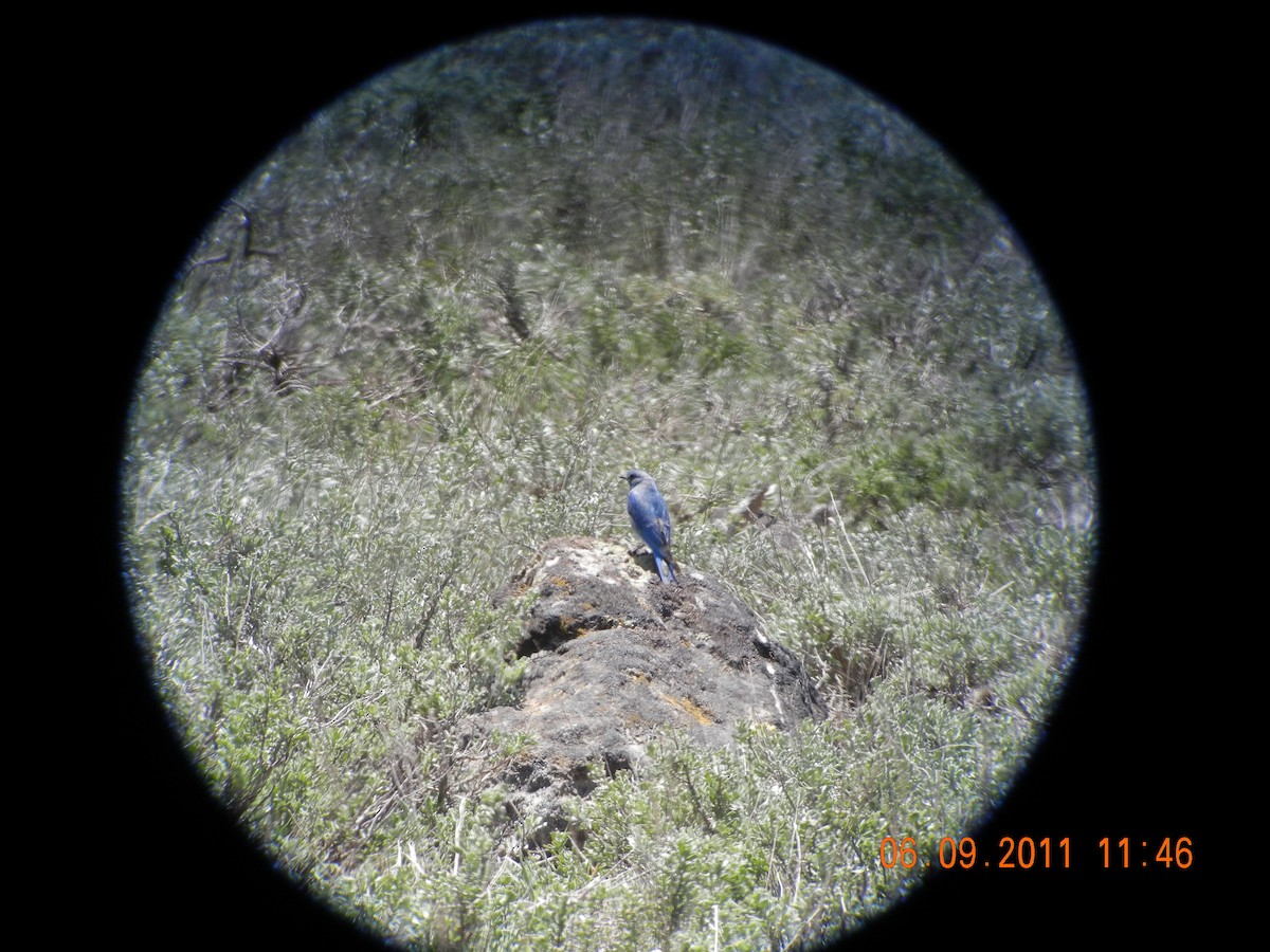 Mountain Bluebird - ML149414731