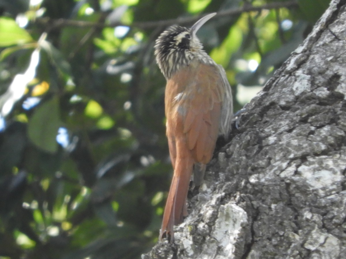 Narrow-billed Woodcreeper - ML149417851