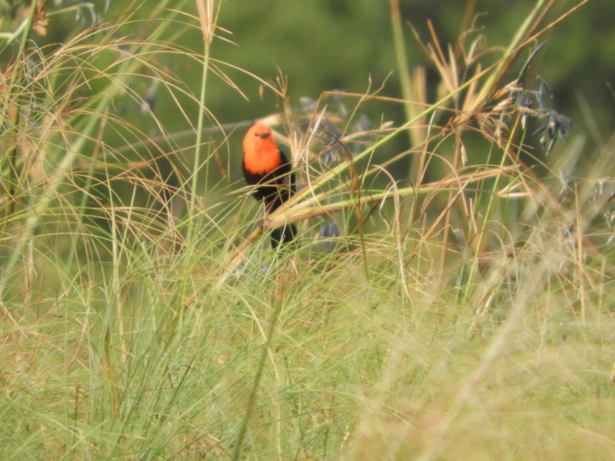 Scarlet-headed Blackbird - ML149418541