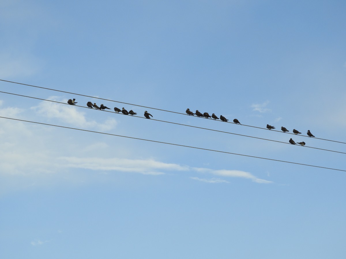 Brown-chested Martin - ML149418701