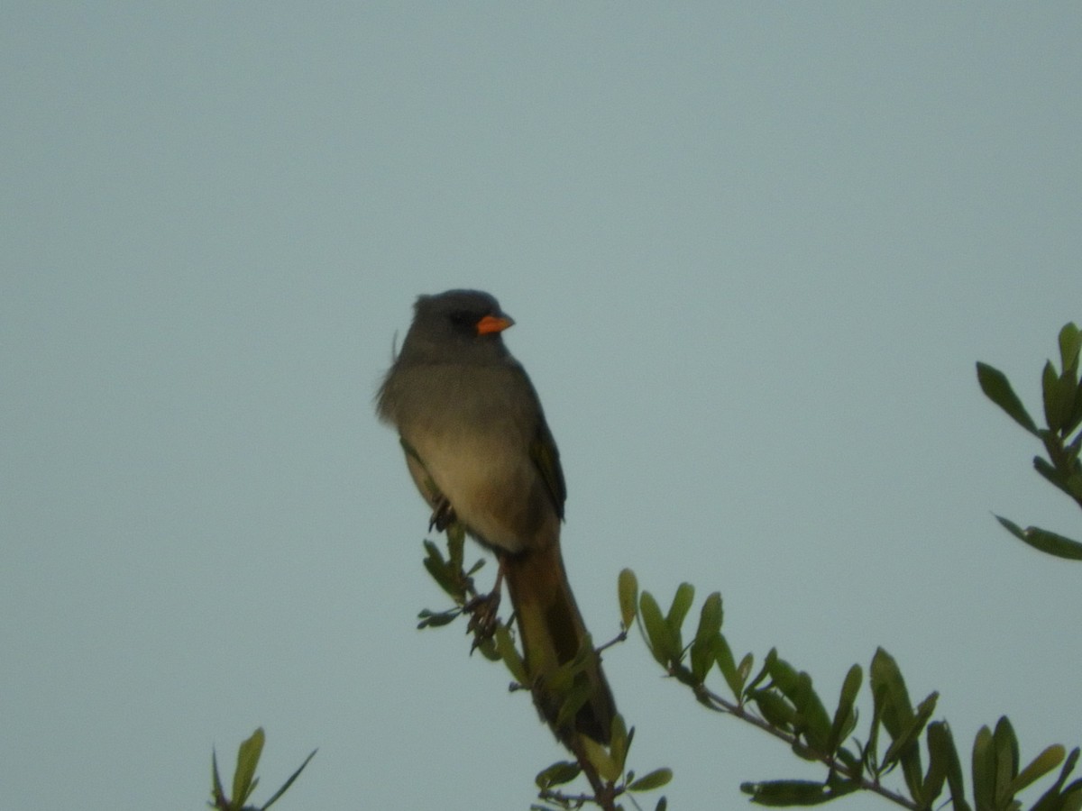 Great Pampa-Finch - ML149420971