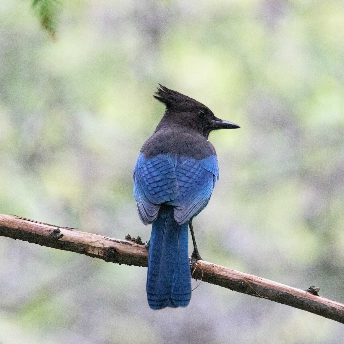 Steller's Jay - John Hurley