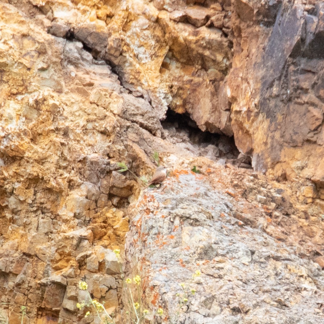 Troglodyte des canyons - ML149424021