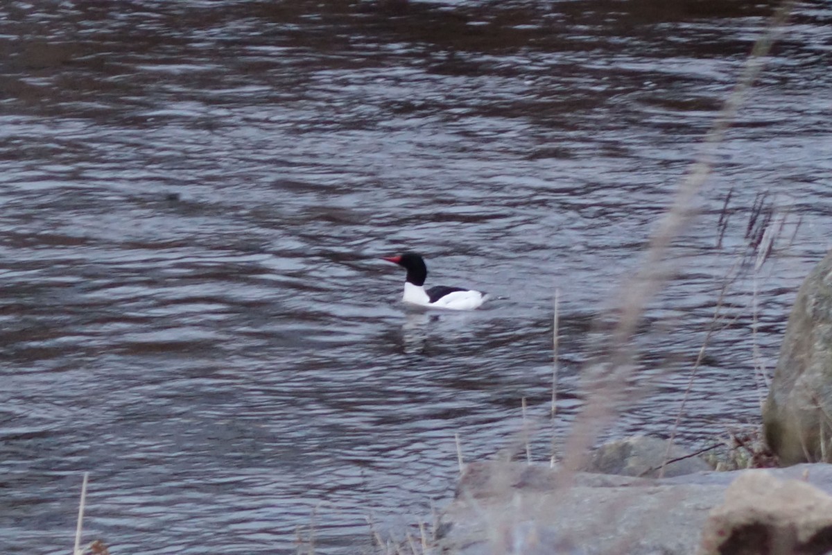 Common Merganser - ML149424591