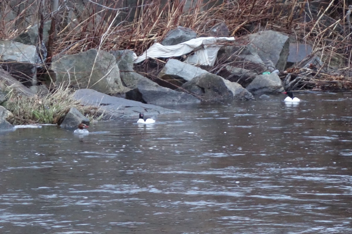 Common Merganser - ML149424601