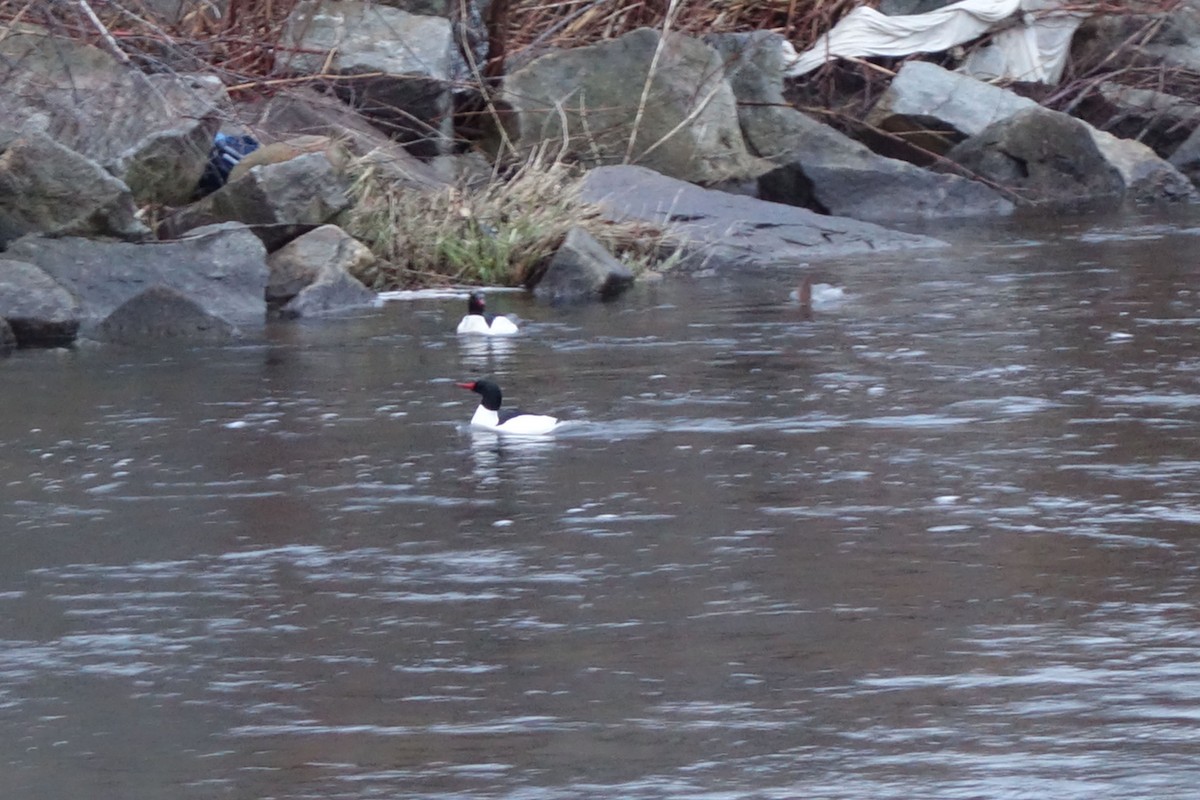 Common Merganser - ML149424621