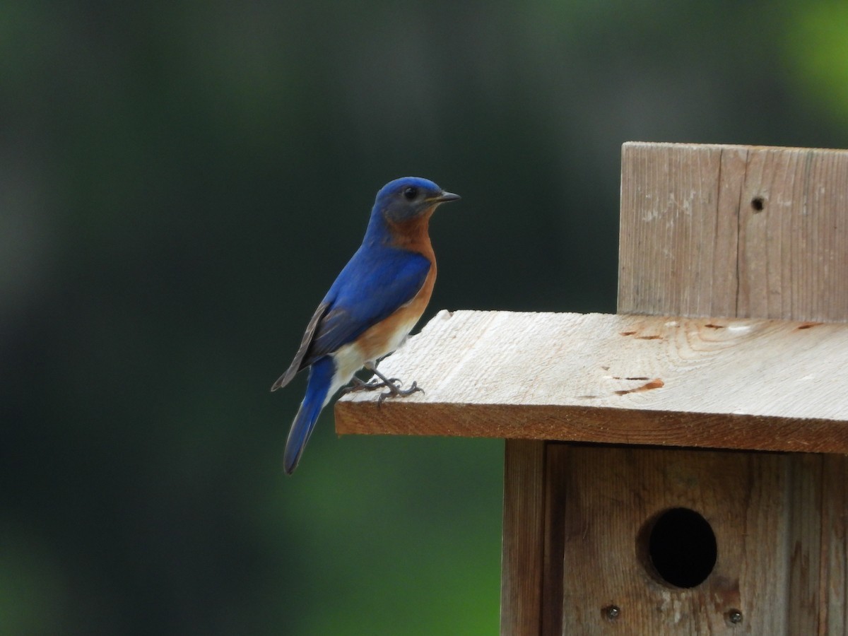 Eastern Bluebird - ML149425251