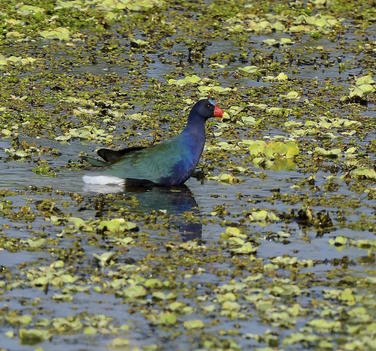 Purple Gallinule - ML149425841