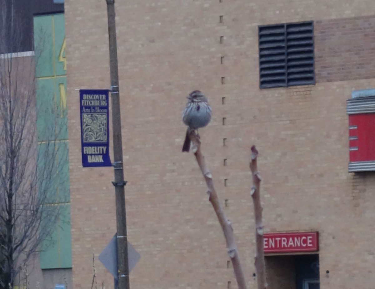 Song Sparrow - ML149427681